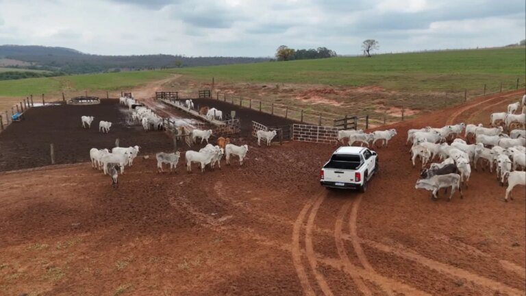 Família do interior de SP transforma sonho em projeto de carne premium; confira a história