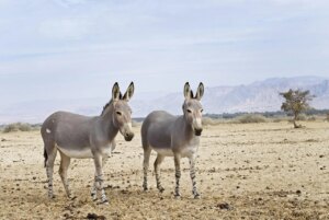 Leite de jumenta impulsiona nova cadeia produtiva no agro brasileiro