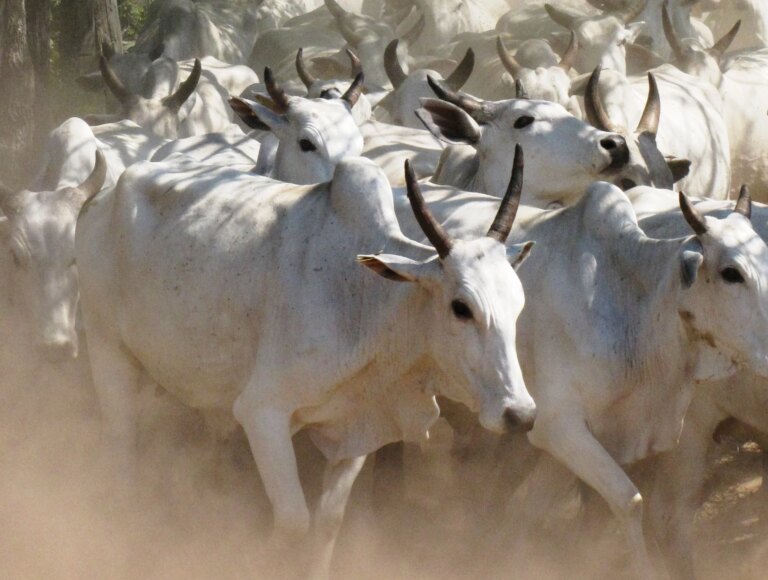 Mercado do boi gordo: preço da arroba sobe com expectativa de demanda dos EUA