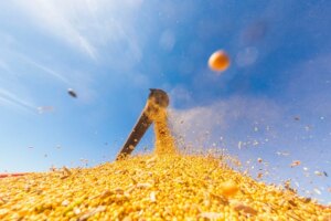 Negócios da soja iniciam dezembro em ritmo lento