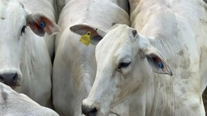 Pará antecipa rastreabilidade e avança na qualidade do gado