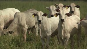 Pecuária: cálculo do ponto de equilíbrio exige atenção aos custos invisíveis da propriedade; entenda