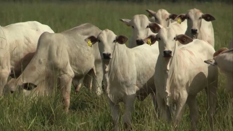 Pecuária: cálculo do ponto de equilíbrio exige atenção aos custos invisíveis da propriedade; entenda