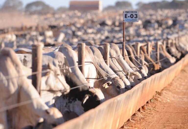 Pecuária intensiva acelera: bois confinados representam 31,7% dos animais destinados ao abate em 2025