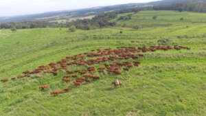Pecuária: vale a pena substituir o bonsmara no tricross? Especialista responde