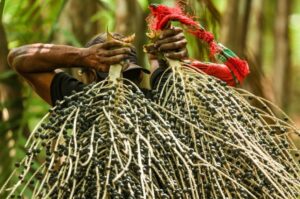 Preços mínimos para produtos extrativos da safra 2026 são publicados