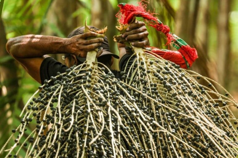 Preços mínimos para produtos extrativos da safra 2026 são publicados