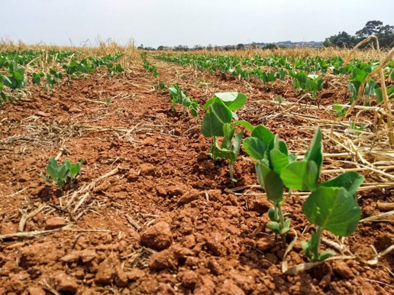 Produção de soja recua 0,9% na safra 25/26, aponta StoneX