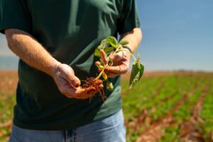 Produtor trava vendas, mercado estagna e semana fecha com soja parada no Brasil