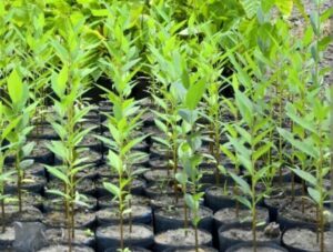 Retrospectiva 2025 – Meio Ambiente: avanços na gestão e conservação