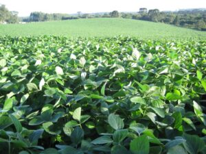 SC regulamenta autorizações excepcionais para plantio de soja