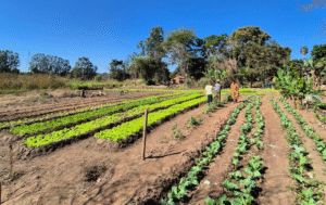 Segurança alimentar com identidade: Saberes Terena orientam práticas de cuidado em Miranda