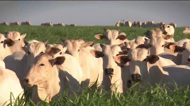 Uso de medicamentos na pecuária exige atenção ao período de carência; entenda
