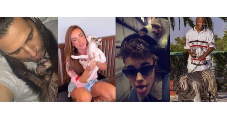 Vaca, tigre e pavão: os pets mais caros das celebridades